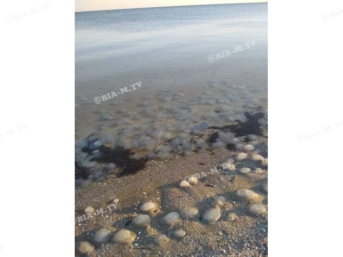 Лучше не стало - Азовское море превратилось в медузное месиво, фото 3